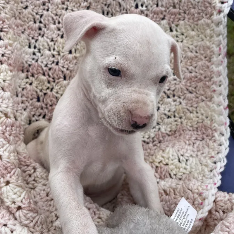 A baby small-sized female White / Cream Mixed Breed dog named Dixie  Ellie for adoption in Williston, FL
