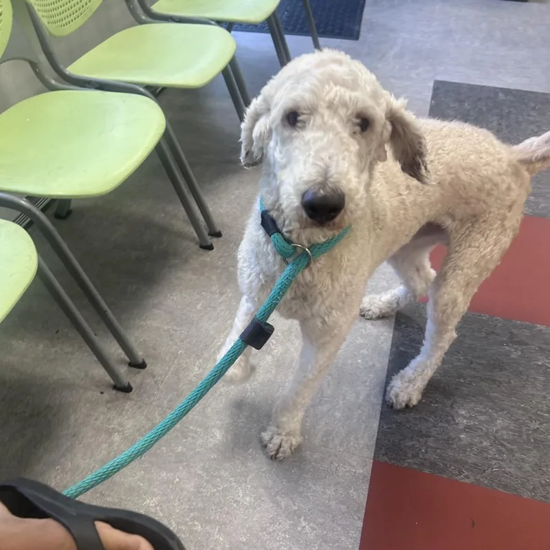 An adult large-sized male White / Cream Golden Retriever dog named Snoopy for adoption in Philadelphia, PA