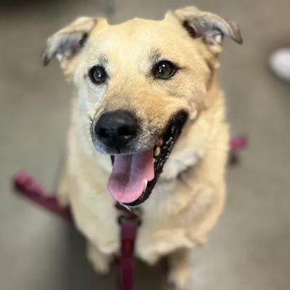 A young large-sized female Mixed Breed dog named Lucy for adoption in Janesville, WI