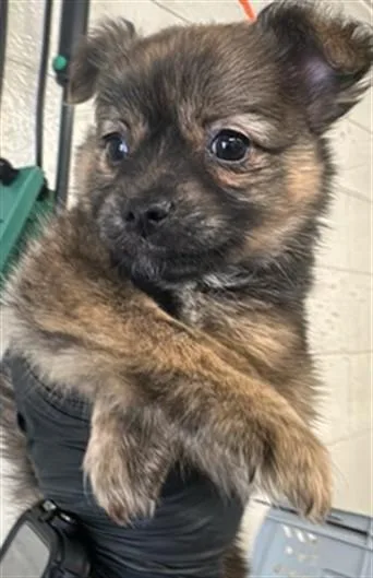 A baby small-sized male Terrier dog named Buzz for adoption in Sacramento, CA