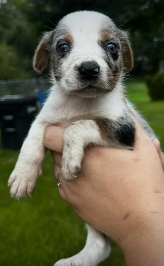 Biscuit