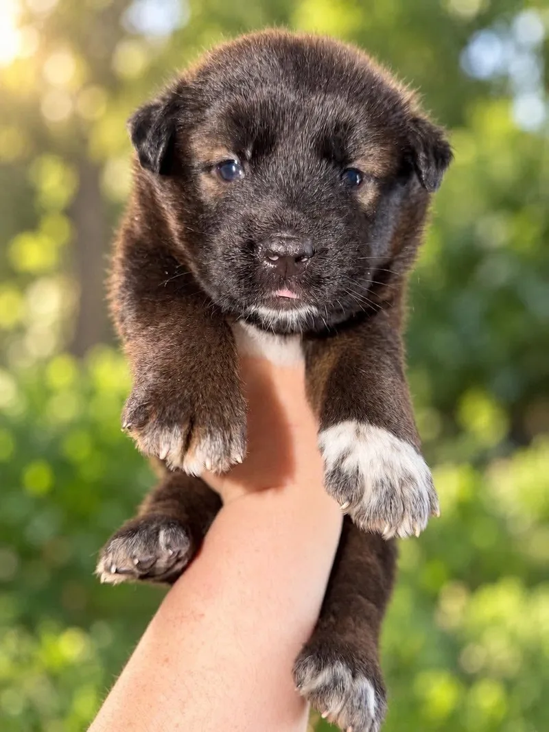 A baby large-sized male Cattle Dog dog named Rumer for adoption in Lodi, CA