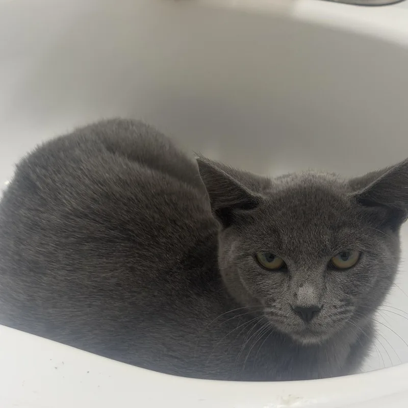A young medium-sized female Gray / Blue / Silver Russian Blue cat named Urista for adoption in Porter, TX