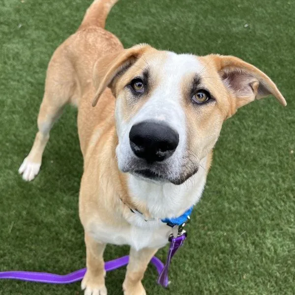A young medium-sized female Anatolian Shepherd dog named Peach for adoption in Walnut Creek, CA