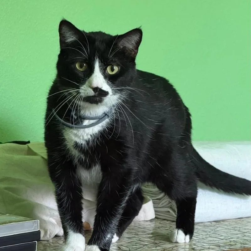 An adult large-sized male Black Domestic Short Hair cat named Domino for adoption in Bentonville, AR
