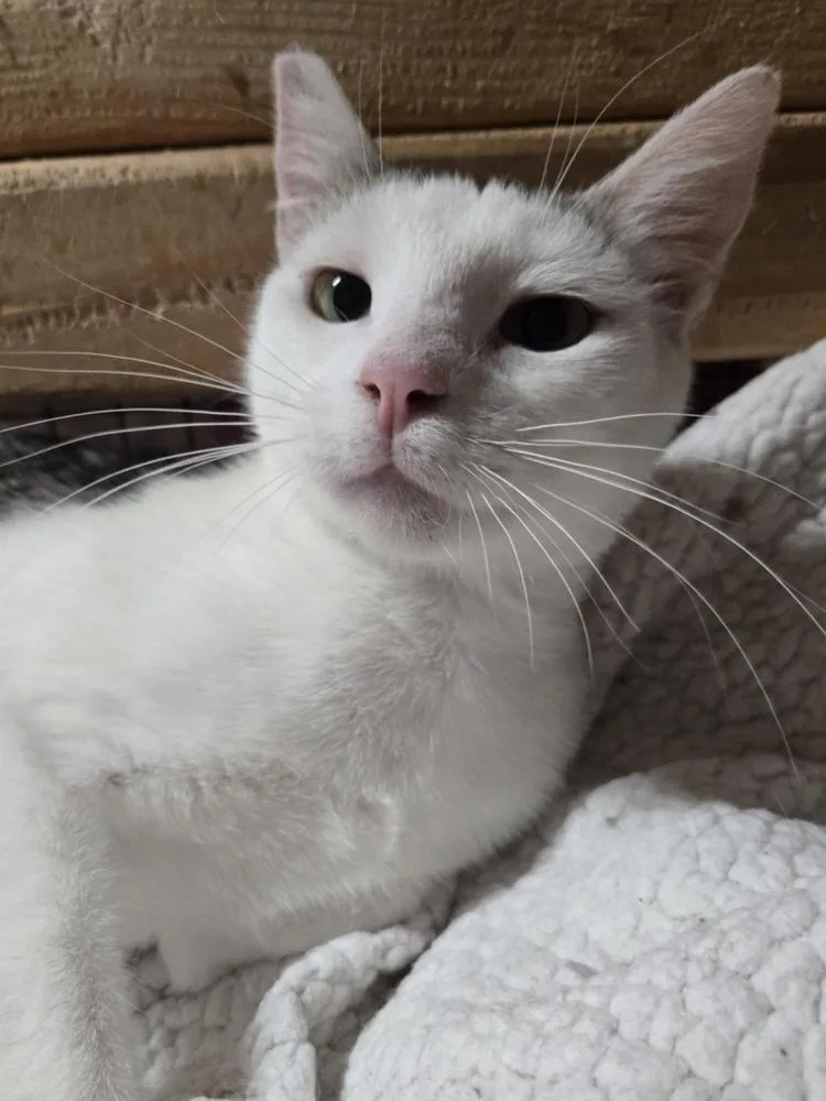 An adult medium-sized male Black & White / Tuxedo Domestic Short Hair cat named Flint for adoption in Salinas, CA