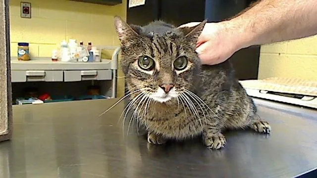 A senior medium-sized female Domestic Short Hair cat named Miranda for adoption in Cookeville, TN