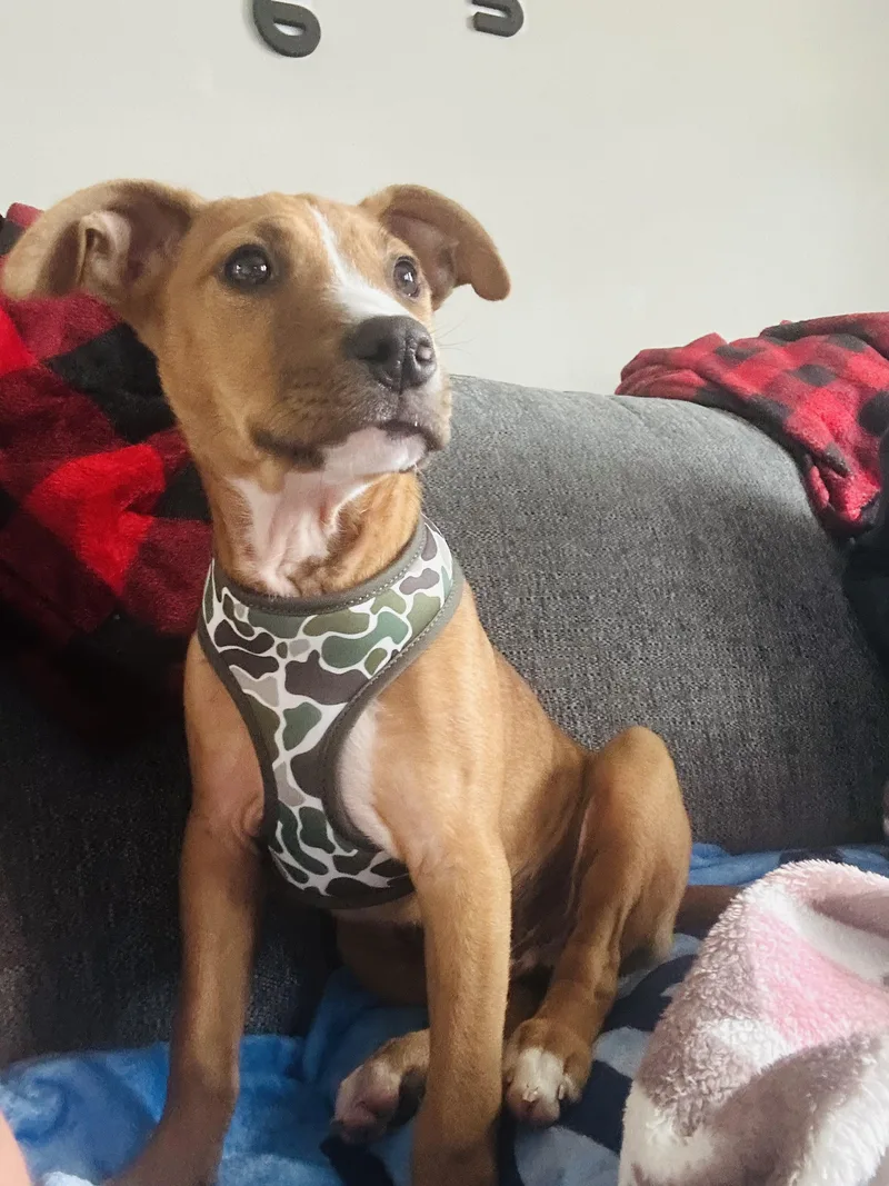 A young medium-sized male Basenji dog named Blaze for adoption in New York, NY