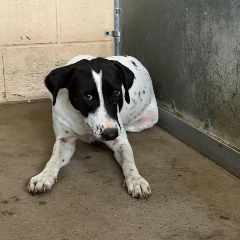 An adult medium-sized female White / Cream Australian Cattle Dog / Blue Heeler dog named Maleficent for adoption in Edinburg, TX