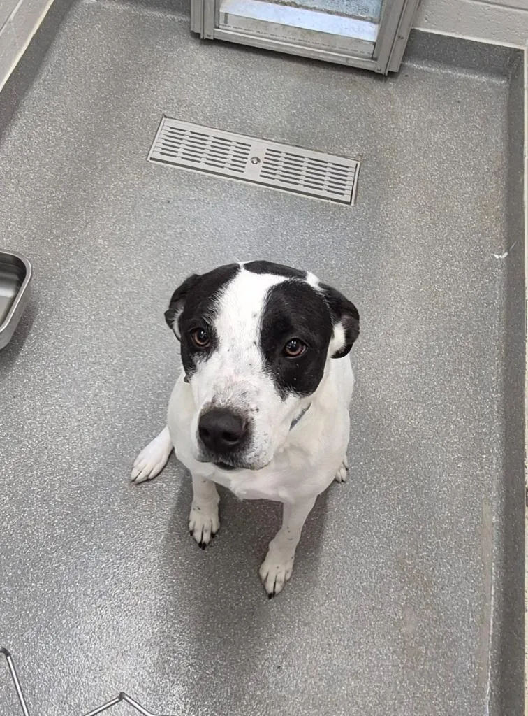 A young medium-sized female Hound dog named Abby for adoption in East Ridge, TN