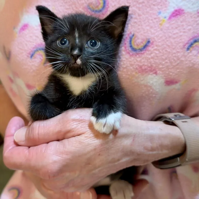 A baby medium-sized female Black & White / Tuxedo Domestic Short Hair cat named Grace for adoption in jacksonville, FL