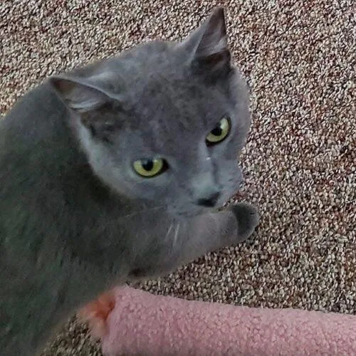 An adult medium-sized male Russian Blue cat named Marley j for adoption in Tampa, FL