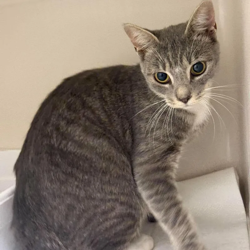 A young small-sized female Gray / Blue / Silver Domestic Short Hair cat named Janice for adoption in Rocky Mount, VA