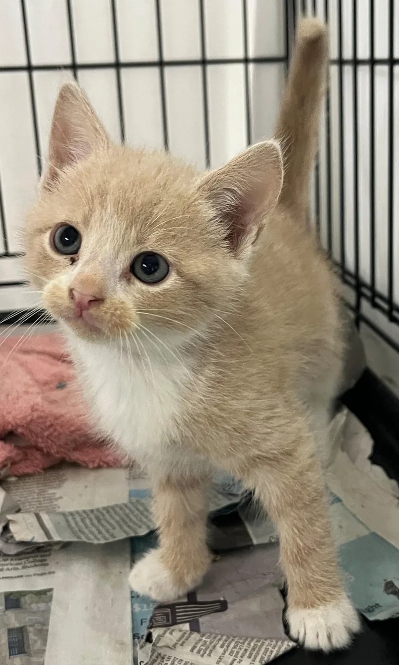 A young medium-sized male Buff & White Domestic Short Hair cat named Jeremiah for adoption in Williamsburg, VA