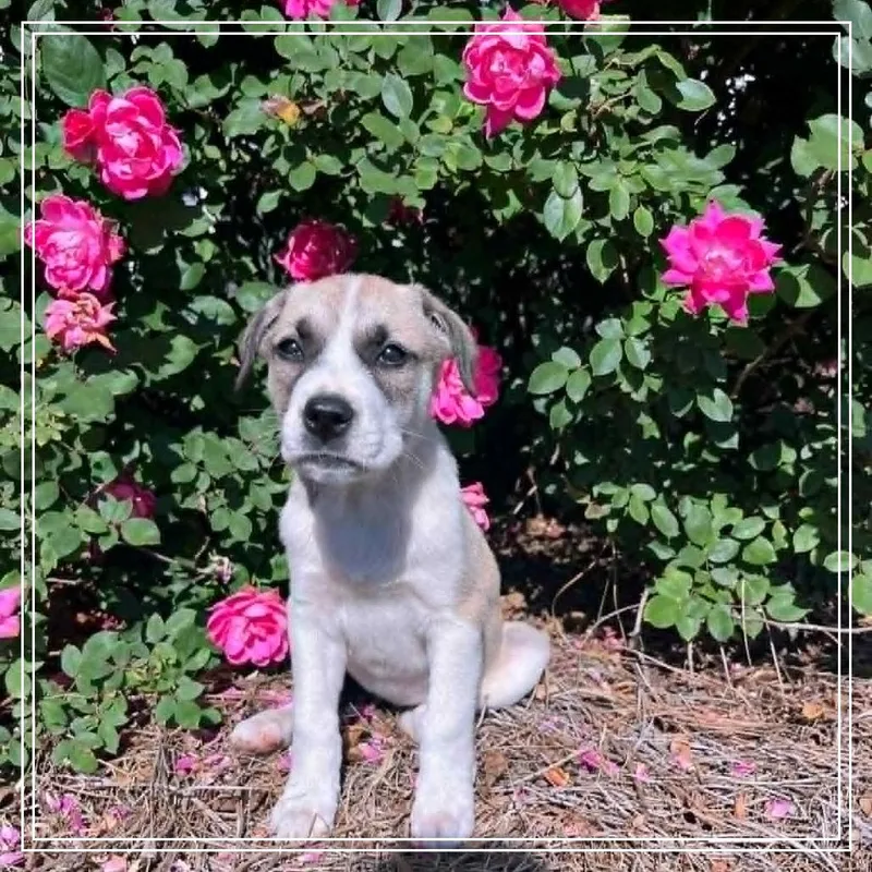 A baby small-sized female Gray / Blue / Silver Mixed Breed dog named Everest for adoption in Ferndale, MI