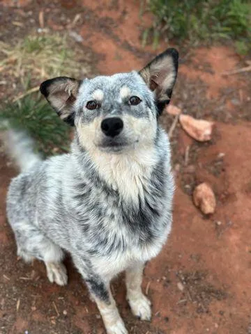 An adult medium-sized female Collie dog named Luciena for adoption in Page, AZ