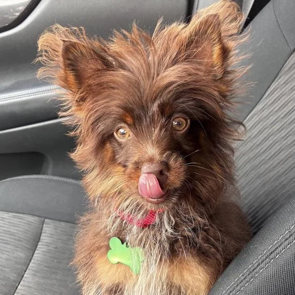 Chewbacca