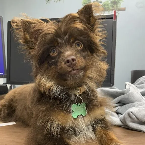 Chewbacca thumbnail 2
