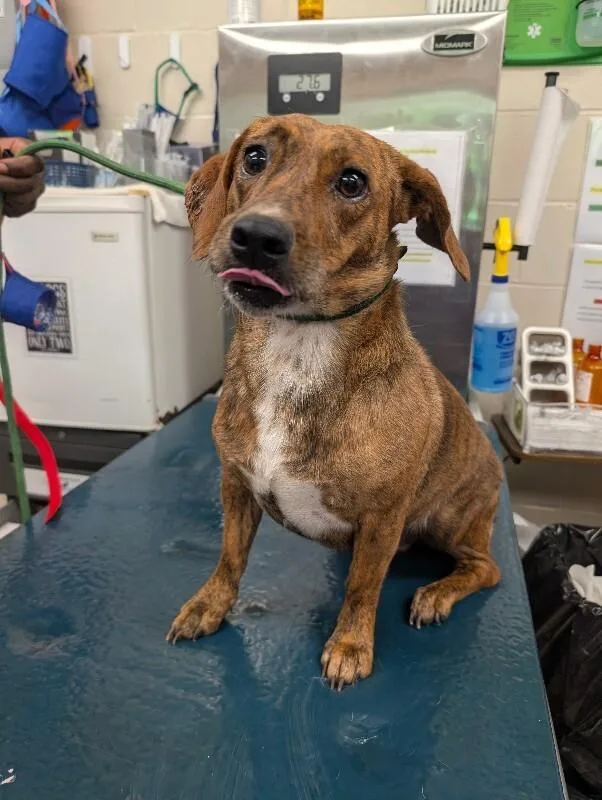 An adult medium-sized female Brindle Mixed Breed dog named Cannoli for adoption in Mobile, AL