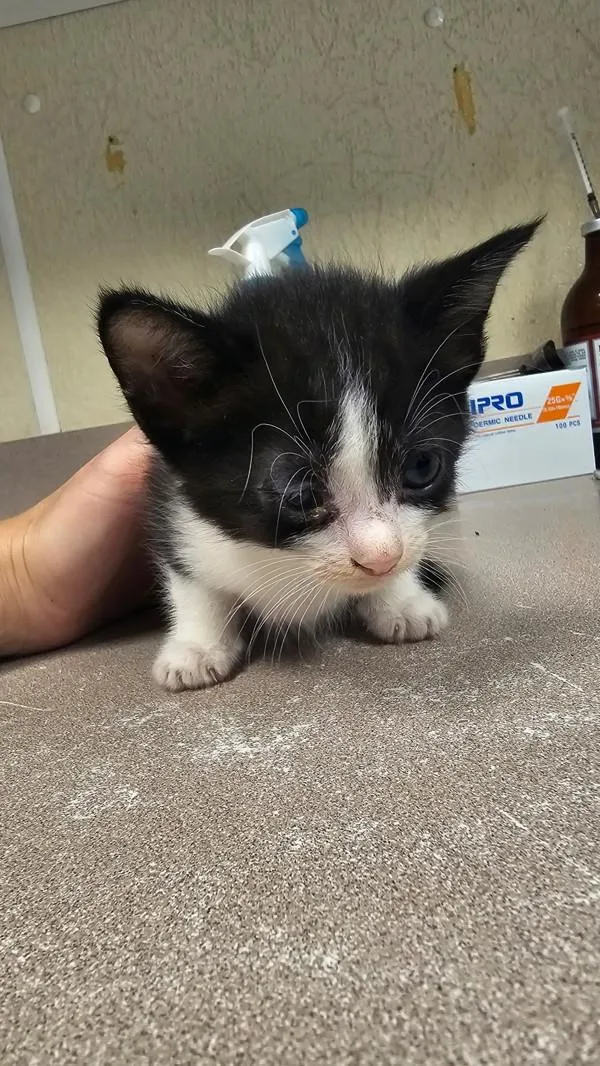 A baby small-sized female Domestic Short Hair cat named Bashful for adoption in Salisbury, MD