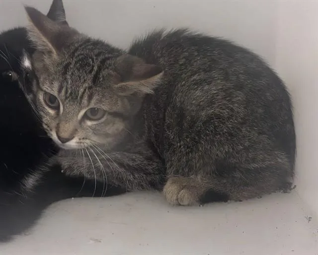 A baby small-sized female Domestic Short Hair cat named Feta for adoption in Olathe, KS