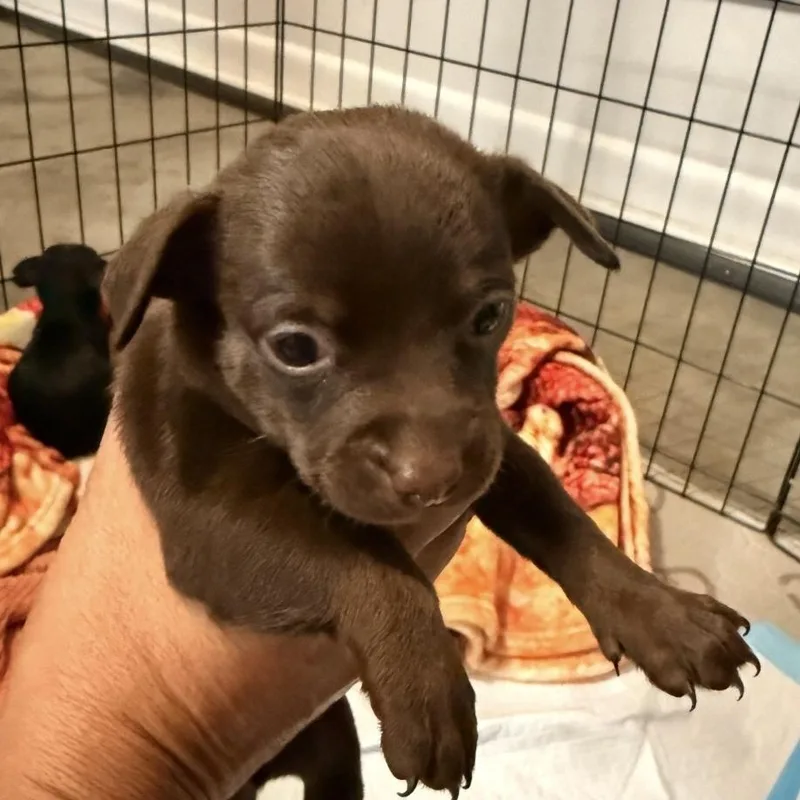 A baby small-sized female Brown / Chocolate Chihuahua dog named Brown puppy for adoption in Brentwood, CA
