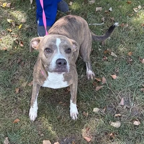 A young medium-sized female Gray / Blue / Silver Pit Bull Terrier dog named Manila for adoption in Valdosta, GA