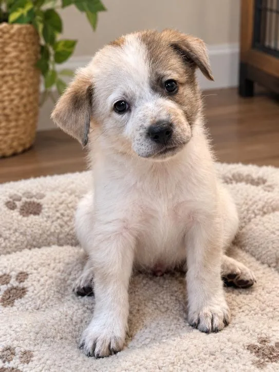 A baby medium-sized male Cattle Dog dog named Doc for adoption in Orange, CA
