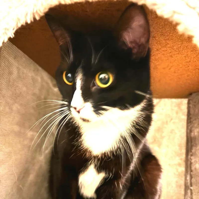 An adult medium-sized female Black Domestic Short Hair cat named Astrakhan for adoption in New York, NY