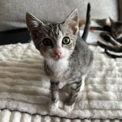 A baby small-sized female Domestic Short Hair cat named Lunara for adoption in West Chester, PA