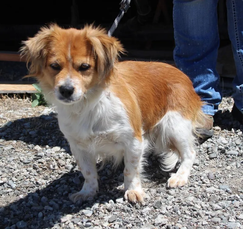 A young medium-sized female Spaniel dog named Maizie for adoption in Vacaville, CA