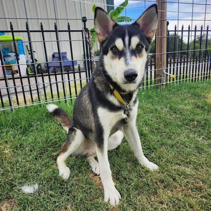 An adult medium-sized male Siberian Husky dog named Kodiak for adoption in Weatherford, TX