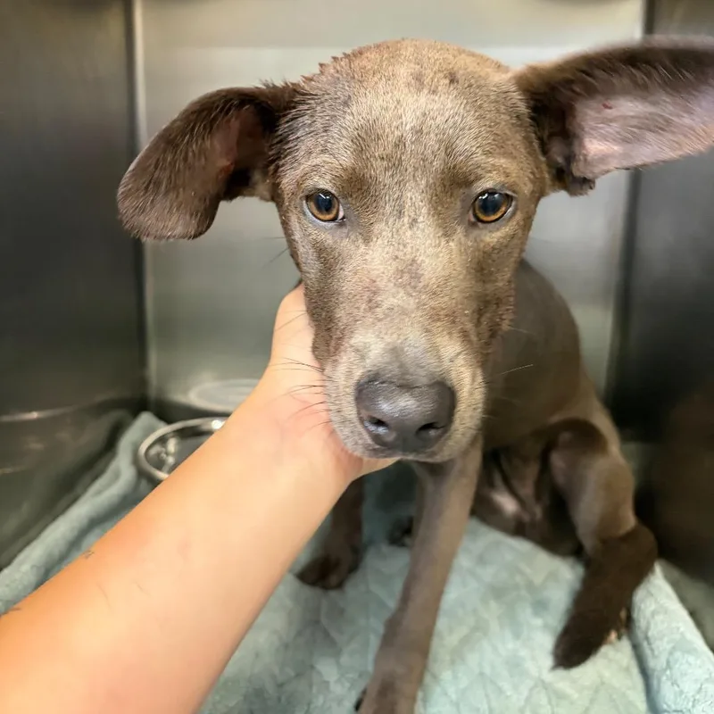 A young small-sized female Gray / Blue / Silver Mixed Breed dog named Dreamsicle for adoption in Chattanooga, TN