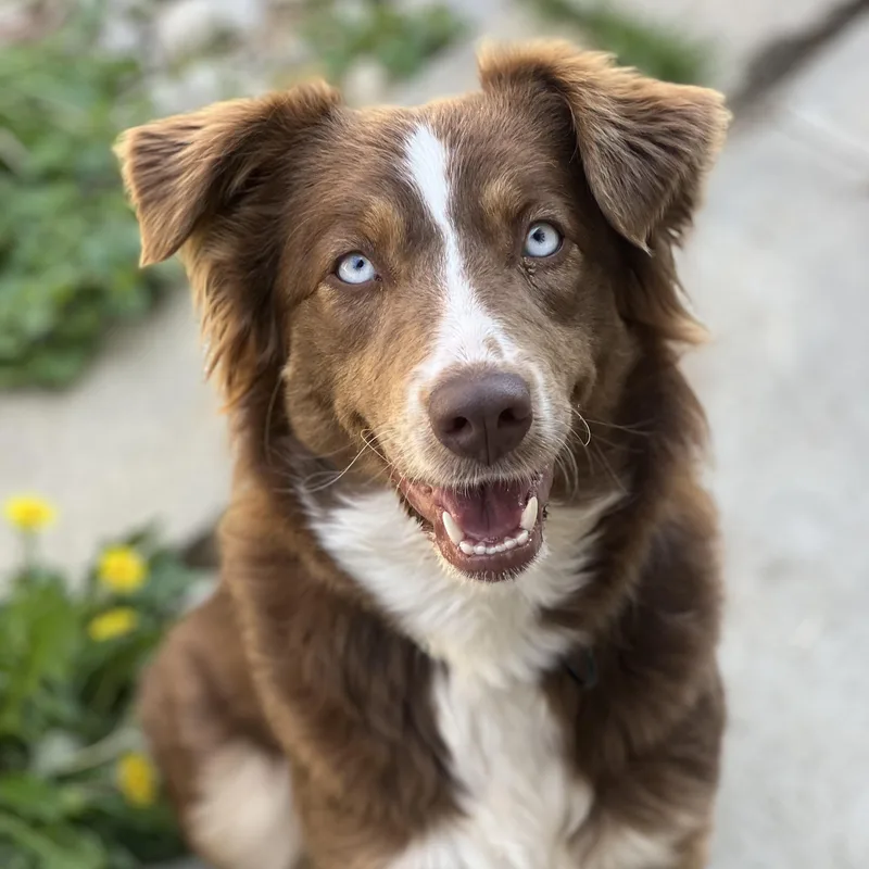 A young medium-sized female Brown / Chocolate Australian Shepherd dog named Tulip for adoption in Monroe, OH