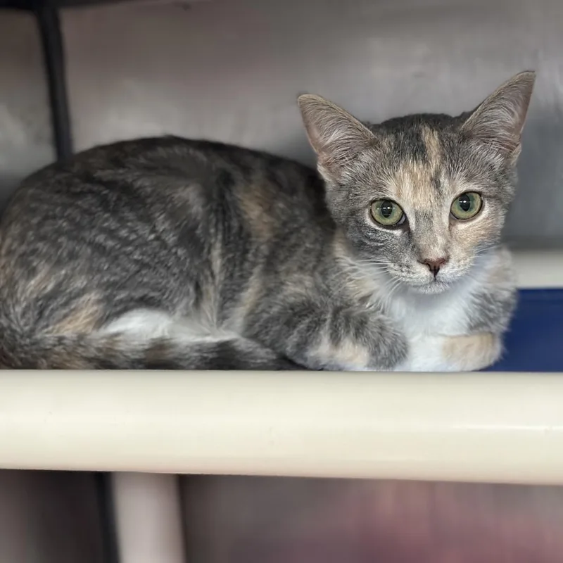A young medium-sized female Tortoiseshell Domestic Short Hair cat named Alto for adoption in Austin, TX