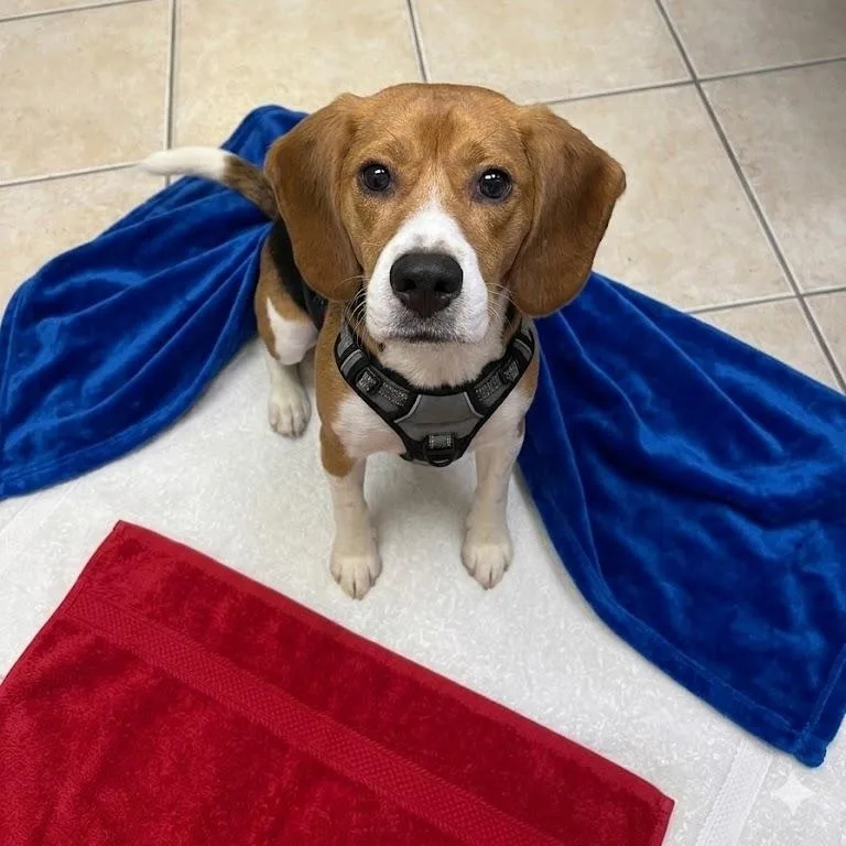 A young small-sized male Beagle dog named Chief for adoption in Boca Raton, FL