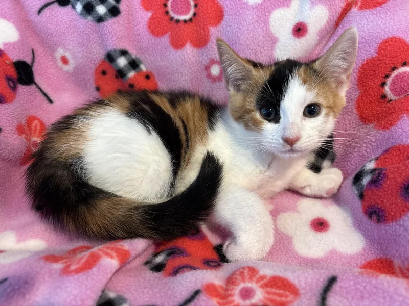 A baby small-sized female Calico Domestic Short Hair cat named Cupcake for adoption in Seaford, NY