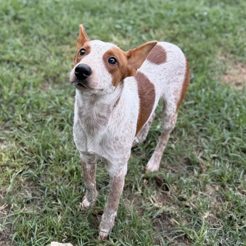 A young medium-sized male Red / Chestnut / Orange Cattle Dog dog named Baz for adoption in Carencro, LA