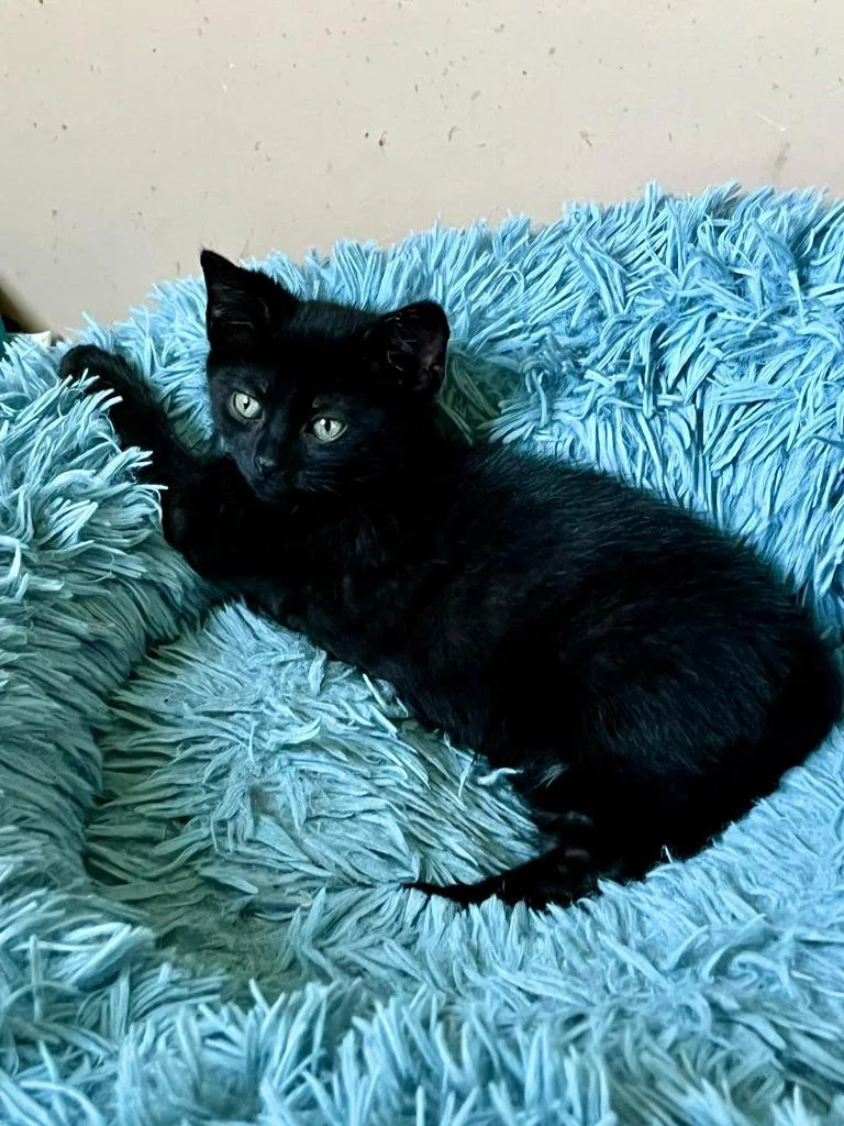A baby small-sized male Domestic Short Hair cat named River for adoption in Sebastian, FL