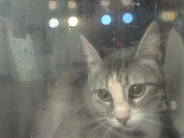 A young medium-sized female Domestic Medium Hair cat named Paola for adoption in Dallas, TX