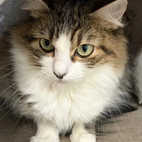 A young small-sized female Domestic Long Hair cat named Thelma for adoption in Henrietta, TX