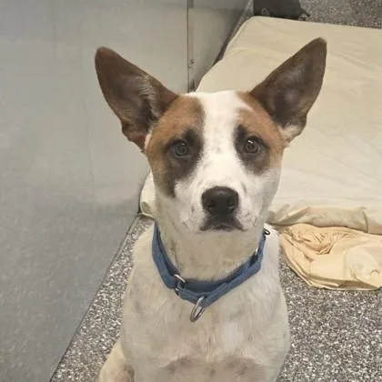 An adult medium-sized male Cattle Dog dog named Granger for adoption in Voorhees, NJ