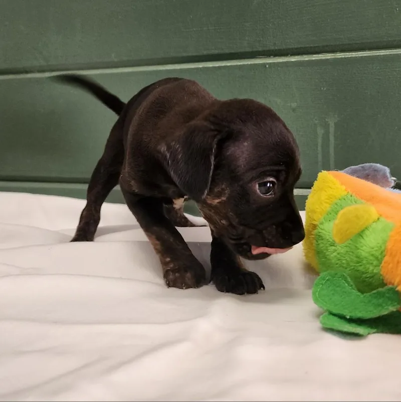 An adult small-sized female Black Mixed Breed dog named Arion for adoption in Evensville, TN