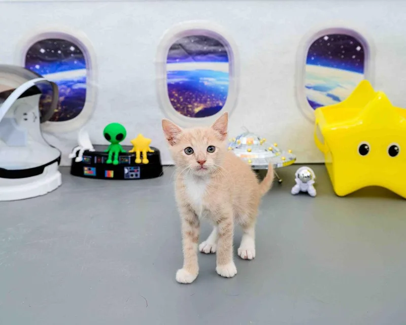 A baby medium-sized male White Domestic Short Hair cat named Naveen for adoption in Jefferson, LA