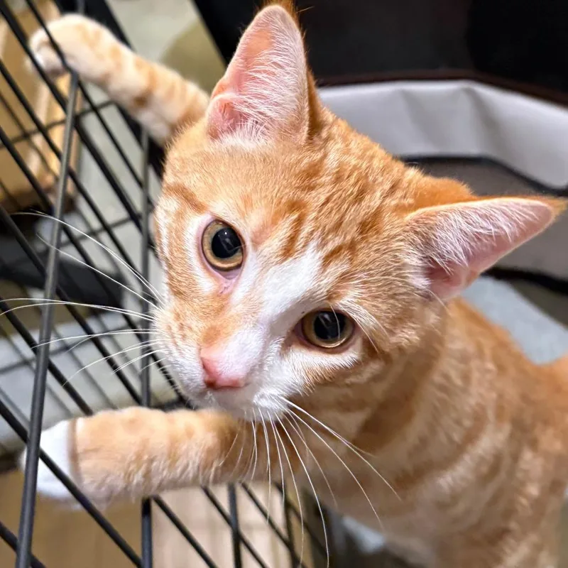 A baby small-sized male Domestic Short Hair cat named Chicko for adoption in Cumming, GA