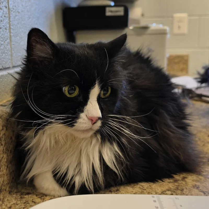 A senior extra large-sized male Black Domestic Long Hair cat named Spade for adoption in Marshall, VA
