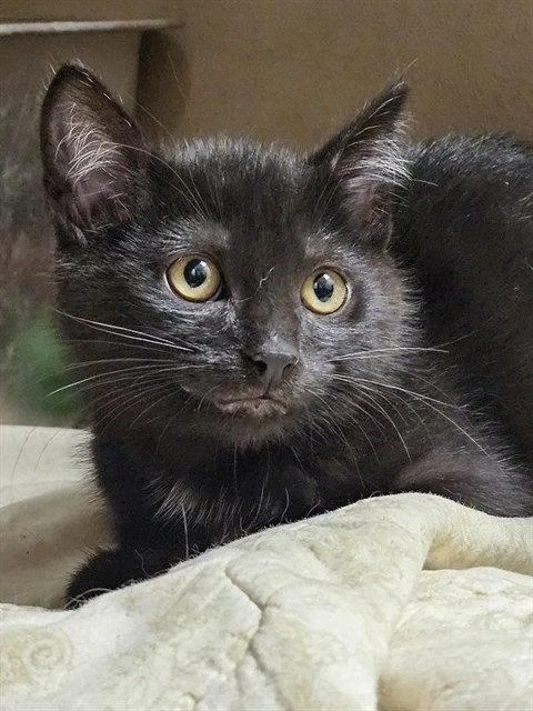 A baby medium-sized male Black & White / Tuxedo Domestic Short Hair cat named Carnita for adoption in Clyde, NC
