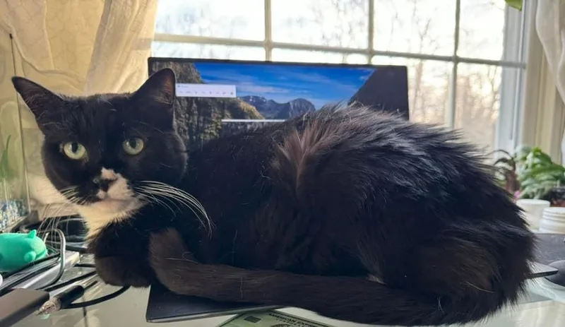 Oreo Cookie thumbnail 3