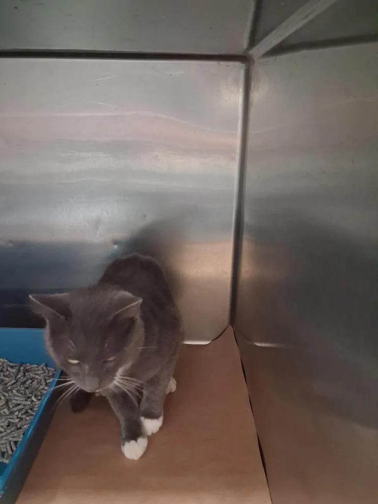 A young large-sized male Domestic Short Hair cat named Honeydrop for adoption in Cartersville , GA