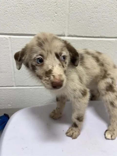 A baby small-sized female Australian Shepherd dog named Butterceme for adoption in Upper Marlboro, MD